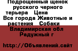 Подрощенный щенок русского черного терьера › Цена ­ 35 000 - Все города Животные и растения » Собаки   . Владимирская обл.,Радужный г.